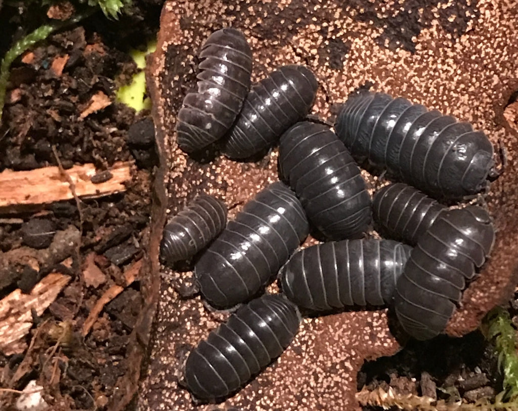 Armadillidium vulgare